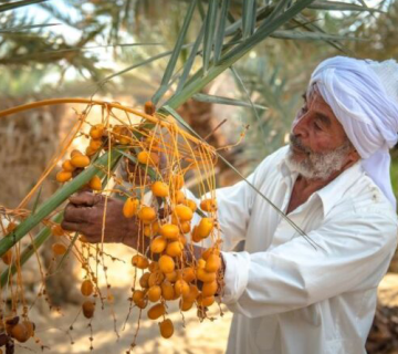 تولید خرما در ایران