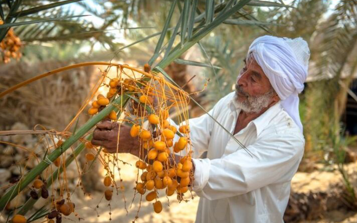 تولید خرما در ایران